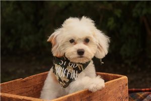 Edwin - puppy for sale