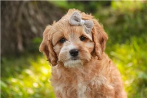 Emma - Mixed/Other for sale