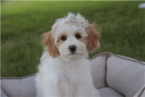 Evelyn - Mixed/Other for sale