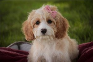 Everly - Mixed/Other for sale