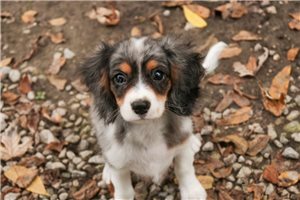 Devon - Mixed/Other for sale