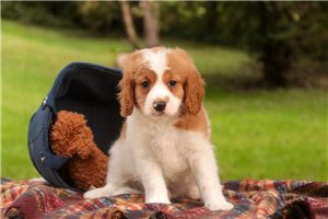 Douglas - Mixed/Other for sale