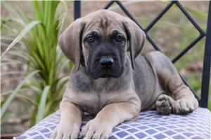 Garrett - puppy for sale