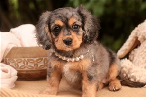Delaney - Mixed/Other for sale