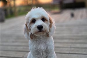 Ethan - Mixed/Other for sale
