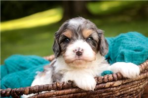 Dane - Mixed/Other for sale