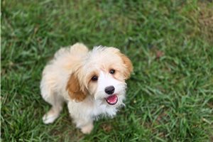 Everly - Mixed/Other for sale