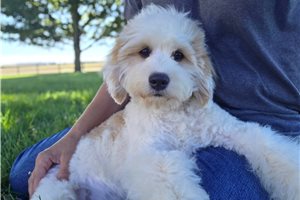 Ethan - Mixed/Other for sale