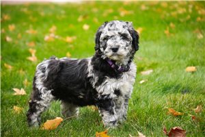 Dahlia - Mixed/Other for sale