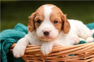 Dustin - Mixed/Other for sale