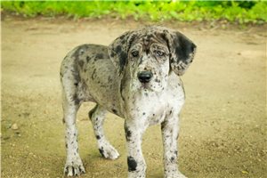 Anastasia - puppy for sale