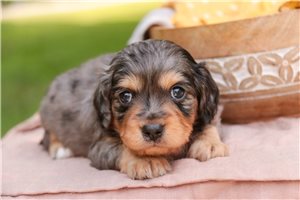 Dawson - Mixed/Other for sale