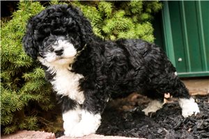 Dagger - Mixed/Other for sale