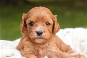 Dasha - Mixed/Other for sale