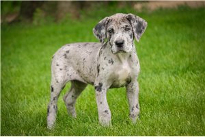 Annabeth - puppy for sale