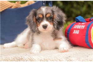 Devon - Mixed/Other for sale
