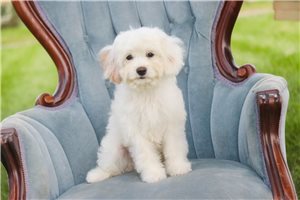 Edwin - Mixed/Other for sale