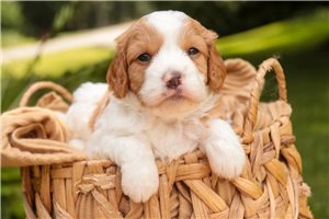 Douglas - Mixed/Other for sale