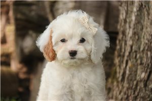 Erin - Mixed/Other for sale