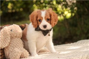 Dustin - Mixed/Other for sale