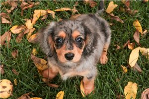 Delaney - Mixed/Other for sale