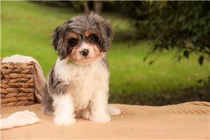 Dane - Mixed/Other for sale