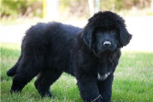 Rhea - puppy for sale