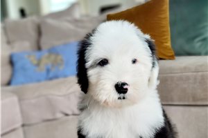 Coleman - Old English Sheepdog for sale