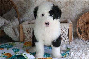 Chloe - Old English Sheepdog for sale