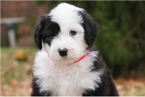 Christine - puppy for sale
