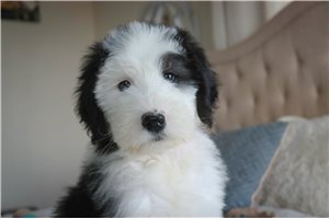 Chrissy - Old English Sheepdog for sale