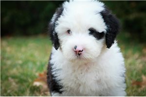 Colby - Old English Sheepdog for sale