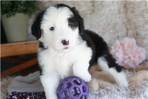 Chrissy - Old English Sheepdog for sale