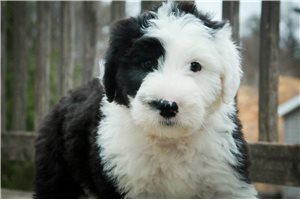 Colin - Old English Sheepdog for sale