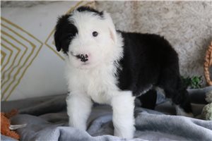 Colin - Old English Sheepdog for sale