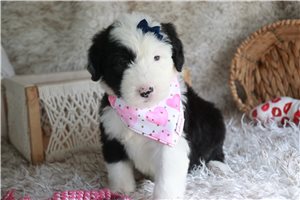 ChiChi - Old English Sheepdog for sale