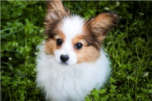 Melanie - Papillon for sale