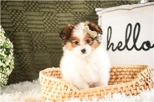 Melanie - Papillon for sale