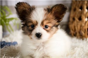 Gideon - Papillon for sale