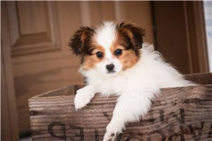 Melanie - Papillon for sale