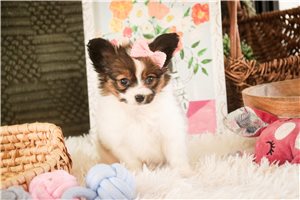 Marsha - Papillon for sale