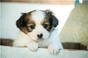 Melanie - Papillon for sale