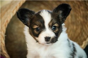 Marsha - Papillon for sale