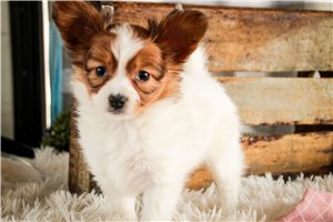 Gemma - Papillon for sale