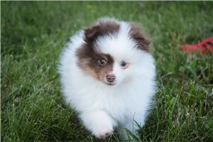 Gideon - Pomeranian for sale