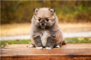 Cooper - puppy for sale