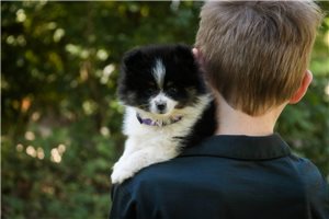 Mikayla - Pomeranian for sale