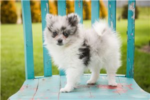 Illium - Pomeranian for sale