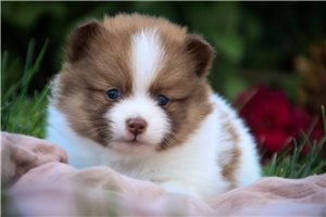 Maisey - Pomeranian for sale
