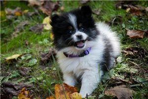 Mikayla - Pomeranian for sale